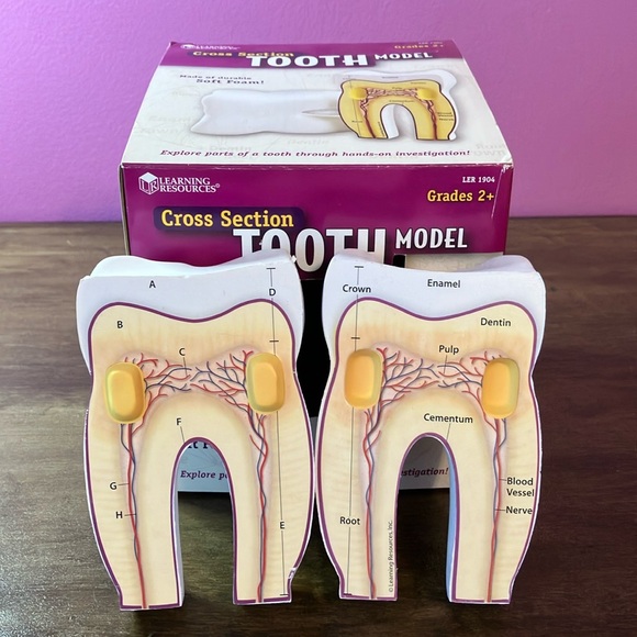 Foam Tooth Model Learning Resource - Picture 1 of 3